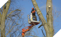 tree surgery, tree cutting wales