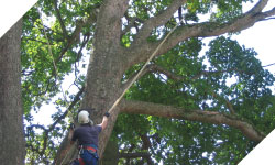 tree surgery, tree cutting wales