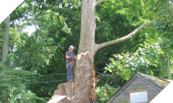 tree surgery, tree cutting wales