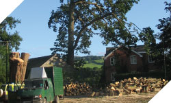 tree surgery, tree cutting wales
